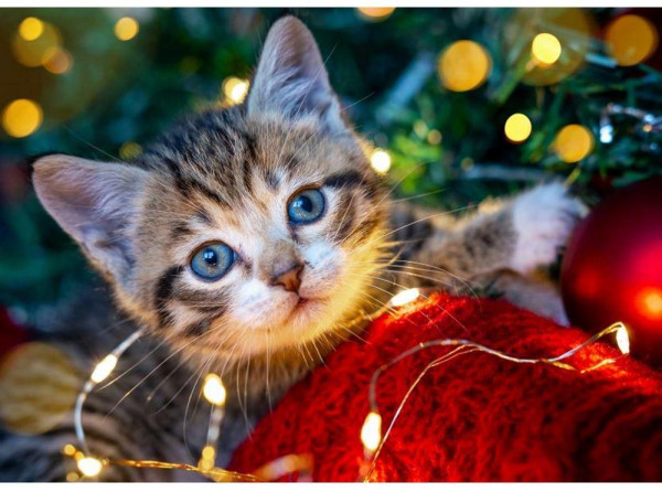 РЫЖИЙ КОТ Алмаз. мозаика (класс.)22х32см. с подр., с полн. заполн. (30 цв.) Котёнок с гирляндой НД-5859 ПП-00208515